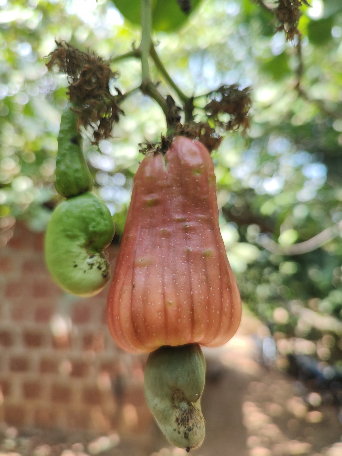 Cashew Drum Roasted